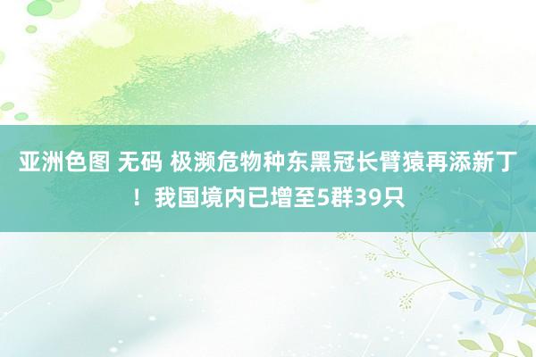 亚洲色图 无码 极濒危物种东黑冠长臂猿再添新丁！我国境内已增至5群39只