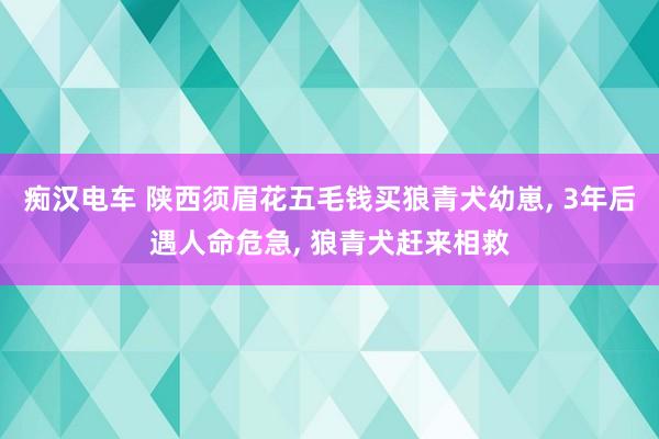 痴汉电车 陕西须眉花五毛钱买狼青犬幼崽， 3年后遇人命危急， 狼青犬赶来相救