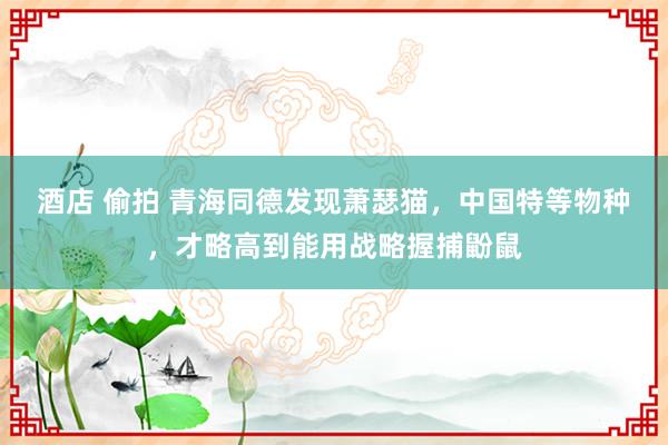 酒店 偷拍 青海同德发现萧瑟猫，中国特等物种，才略高到能用战略握捕鼢鼠