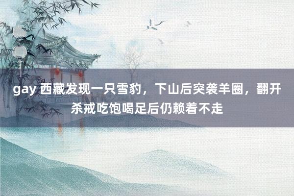 gay 西藏发现一只雪豹，下山后突袭羊圈，翻开杀戒吃饱喝足后仍赖着不走