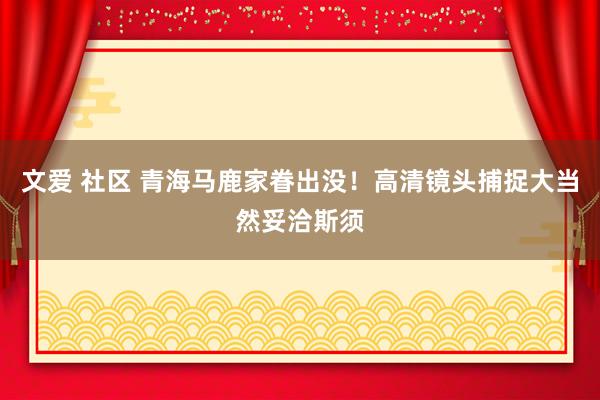 文爱 社区 青海马鹿家眷出没！高清镜头捕捉大当然妥洽斯须