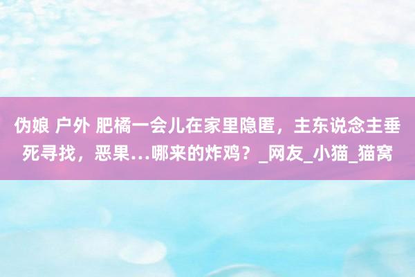 伪娘 户外 肥橘一会儿在家里隐匿，主东说念主垂死寻找，恶果…哪来的炸鸡？_网友_小猫_猫窝